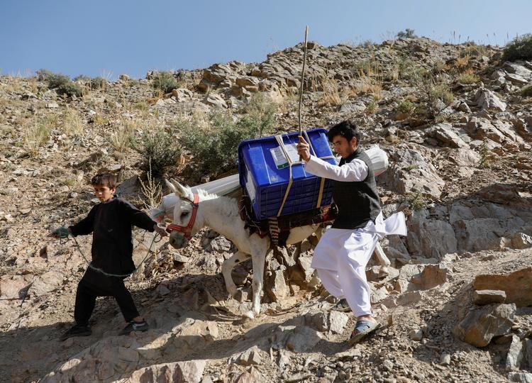 Afghaner forsøger at styre sit æsel, læsset med stemmebokse på valg ud til et afsides valgsted.
   Foto: Mohammad Ismail/Ritzau Scanpix