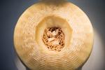 Ostenes konge. Casu marzu fra Sardinien, som ikke længere må føres over EU's grænser på grund af maddikerne og den obligatoriske forrådnelse. 
   Foto: Loic Venance/Ritzau Scanpix
