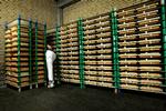 Dansk Industri forventer, at dansk eksport af oste for 309 millioner kroner bliver ramt af forhøjede amerikanske toldafgifter.  Foto: Finn Frandsen/POLFOTO