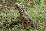 Komodovaranen, der især lever på den indonesiske ø Komodo, er en eftertragtet attraktion for besøgende turister i området. Foto: Matthias Liffers/Flickr Creative Commons