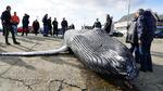 
    En syv meter lang pukkelhval ligger i jollehavnen i Skagen.  Foto: Presse-fotos.dk/Ritzau Scanpix