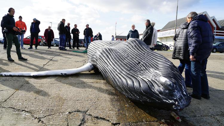 
    En syv meter lang pukkelhval ligger i jollehavnen i Skagen.  Foto: Presse-fotos.dk/Ritzau Scanpix