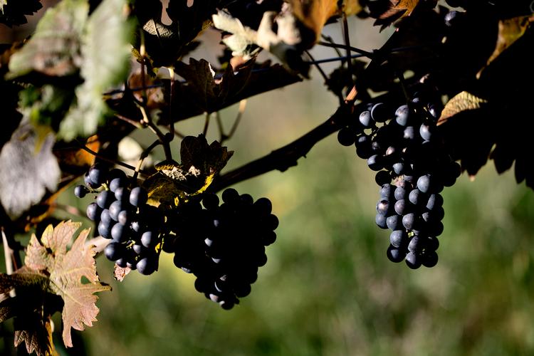 Arkivfoto Joachim Adrian