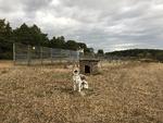 En schæferhund bevogter stadig grænsen mellem Øst- og Vesttyskland ved Fulda i delstaten Hessen. Heldigvis er hunden af plastic nu om dage. Foto: Poul Husted