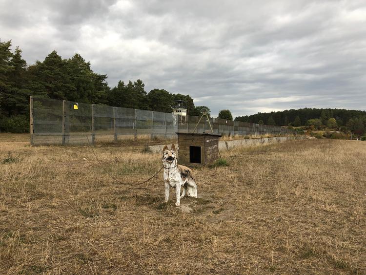 En schæferhund bevogter stadig grænsen mellem Øst- og Vesttyskland ved Fulda i delstaten Hessen. Heldigvis er hunden af plastic nu om dage. Foto: Poul Husted