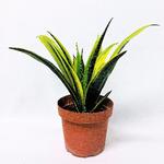 
Bajonetplanten (Sansevieria Trifasciata), også kaldet svigermors skarpe tunge, er perfekt som begynderplante, fordi den kan nøjes med ganske lidt lys og tåler meget vand, hvis den får lov at tørre ud mellem vandingerne. Min egen har overlevet mere end 20 års uforvarende drabsforsøg som bofælle med mig. Foto: Pr
