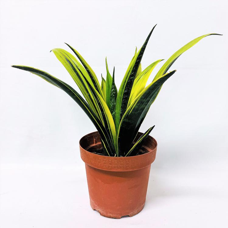 
Bajonetplanten (Sansevieria Trifasciata), også kaldet svigermors skarpe tunge, er perfekt som begynderplante, fordi den kan nøjes med ganske lidt lys og tåler meget vand, hvis den får lov at tørre ud mellem vandingerne. Min egen har overlevet mere end 20 års uforvarende drabsforsøg som bofælle med mig. Foto: Pr