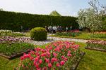 
    Egeskov Slot. Fuchsiahaven domineres om foråret af de blomstrende frugttræer og op mod 80 forskellige sorter tulipaner.
   Arkivfoto Morten Langkilde