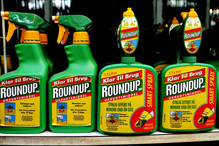 Roundup, der anklages for at være kræftfremkaldende, er mødt med en eksplosion i antallet af personer, der har sagsøgt den tyske kemigigant Bayer for ukrudtsmidlet.  Foto: Thomas Borberg/POLFOTO