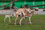 Dyr ejer slet ikke blufærdighed, som mennesker gør. Så disse kulanæsler i Serengeti Park i tyske Hodenhagen tager ikke det mindste notits af kameraets klik-klik-lyde. Foto: Morten Langkilde/POLFOTO