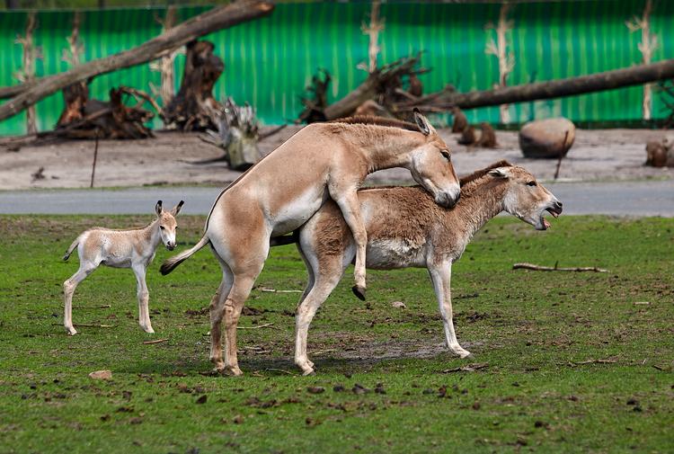 Dyr ejer slet ikke blufærdighed, som mennesker gør. Så disse kulanæsler i Serengeti Park i tyske Hodenhagen tager ikke det mindste notits af kameraets klik-klik-lyde. Foto: Morten Langkilde/POLFOTO