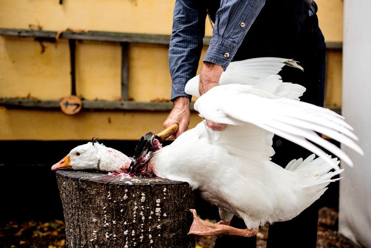 Foto: Maud Lervik/POLFOTO