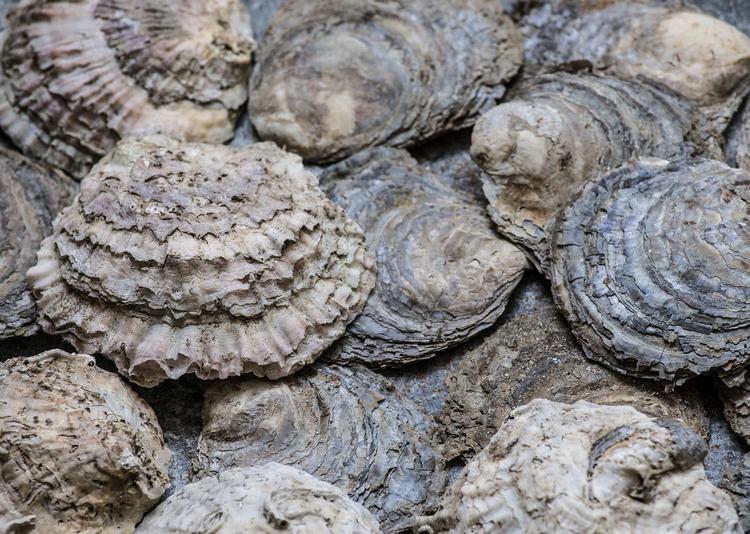 Rigetta Klint er på østersjagt i Limfjorden med en østerfisker. Det kommer der mange fine billeder ud af.  Foto: Foto fra Håndværk