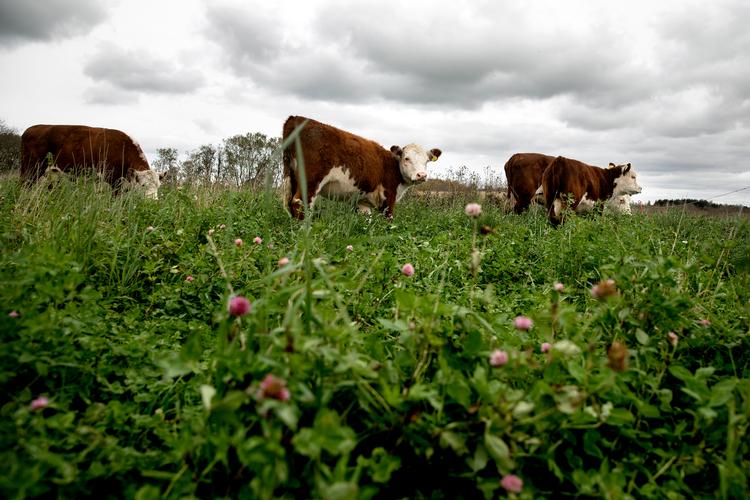 Landbruget er en af de sektorer, der udleder store mængder drivhusgasser. Politikerne vil leve op til det ambitiøse klimamål i 2030 uden at produktionen flytter ud af landet. Foto: Finn Frandsen/POLFOTO