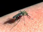 Det europæiske center for sygdomsforebyggelse og -kontrol, ECDC, har rapporteret om tre tilfælde af infektion med zikavirus. Foto: Mik Eskestad/POLFOTO
