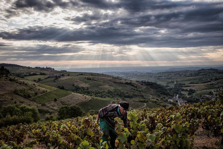 Der plukkes druer i Beaujolais.  
   Foto: Jeff Pachoud/Ritzau Scanpix