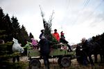 
En familie henter et økologisk juletræ på  Naturstyrelsens økologiske plantage ved Allerød (arkivfoto). Foto: Joachim Adrian/POLFOTO