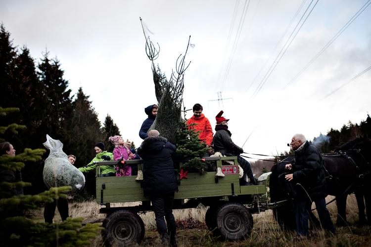 
En familie henter et økologisk juletræ på  Naturstyrelsens økologiske plantage ved Allerød (arkivfoto). Foto: Joachim Adrian/POLFOTO