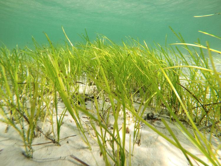 Syret. Danske forskere håber, at ålegræssyre, som beskytter vandplanten mod alger, bakterier og svampe, en dag vil være at finde i skibsmaling, algefjerner og desinfektionsmidler, som et bæredygtigt alternativ til oliebaserede kemikalier. Her er det en ålegræseng i Øresund ud for Rungsted Kyst. Foto: Christian Bille Jendresen Foto: Christian Bille Jendresen
