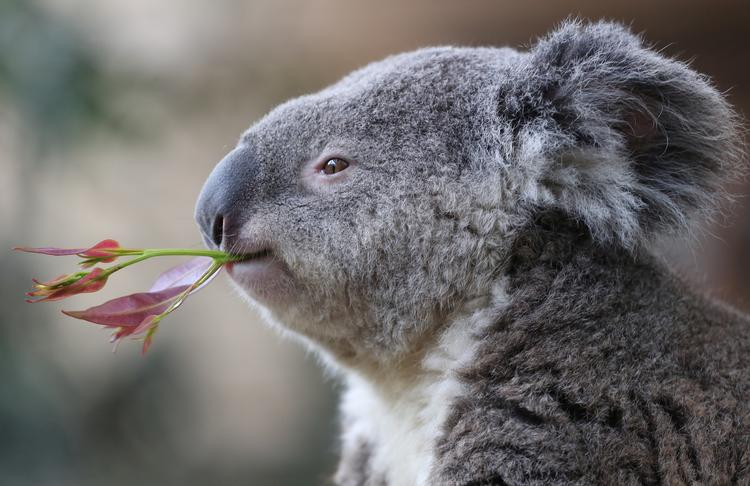 Koalaen i Australien blev meldt »funktionelt uddød« af organisation efter bushbrande, men det afviser forskere. Foto: Yves Herman/Ritzau Scanpix