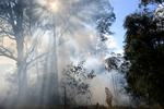 Hidtil er seks mennesker bekræftet døde, hundredvis af hjem er tilintetgjort, og mere end 1,5 millioner hektar land er brændt af i bushbrandene. Foto: Stringer/Ritzau Scanpix