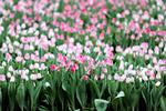 
   Søren Ryge glæder sig til en tulipanpark a la Tivoli, men indtil videre har mosegrisene haft mest glæde af tulipanløgene.
   Foto: Martin Lehmann/POLFOTO