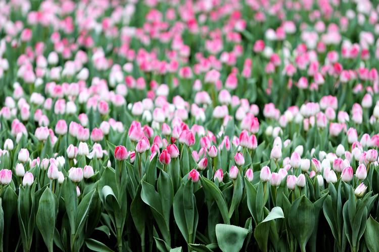 
   Søren Ryge glæder sig til en tulipanpark a la Tivoli, men indtil videre har mosegrisene haft mest glæde af tulipanløgene.
   Foto: Martin Lehmann/POLFOTO
