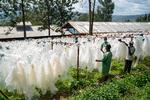I udkanten af Rwandas hovedstad, Kigali, har virksomheden Eco Plastic gjort en forretning ud af at indsamle og genbruge plastik.  Foto: Heidi Skibsted