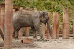 Thiha Phyu blev 39 år.  Foto: Frank Rønsholt/Zoo
