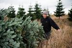 Der er masser af muligheder for at tage ud i en plantage og finde sit træ.
   Arkivfoto: Andreas Merrald