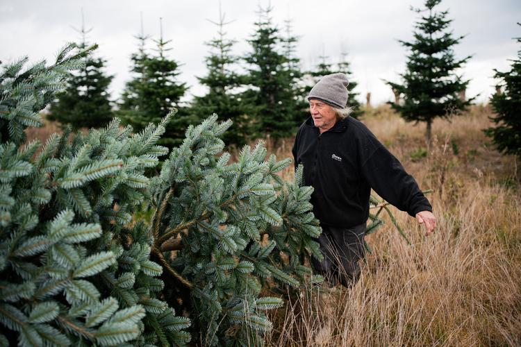 Der er masser af muligheder for at tage ud i en plantage og finde sit træ.
   Arkivfoto: Andreas Merrald