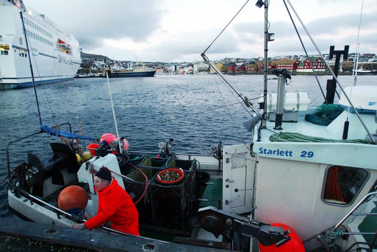 Færøernes eksport af laks er blevet inddraget i et storpolitisk spil. Her er det en fisker, som lægger til kaj med Torshavn i baggrunden (arkivfoto).  Foto: Thomas Borberg/POLFOTO