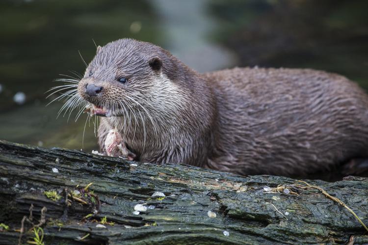 Tidligere var odderen nærmest udryddet i den danske natur, men nu har den pelsede fiskejæger fået et comeback. Foto: Lars Laursen/Ritzau Scanpix