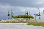 grøftekanter 008