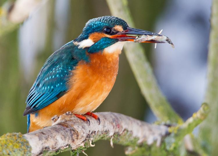 Før sås den farvestrålende fugl især ved vandløb i Midt- og Østjylland. I dag breder isfuglen sig i landet. Foto: Patrick Pleul/Ritzau Scanpix