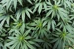 Hamp er mest udbredt som de to arter cannabis sativa og cannabis indica. Planten bliver i stigende grad brugt som medicin til smerte- og kvalmelindring og som indhold i drikkevarer, men er nok mest kendt som hovedingrediensen i hash eller marihuana.  Foto: Luisa Gonzalez/Ritzau Scanpix
