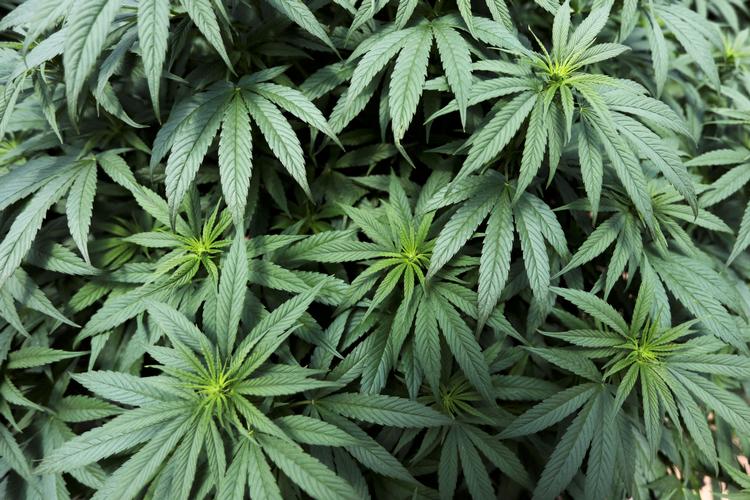 Hamp er mest udbredt som de to arter cannabis sativa og cannabis indica. Planten bliver i stigende grad brugt som medicin til smerte- og kvalmelindring og som indhold i drikkevarer, men er nok mest kendt som hovedingrediensen i hash eller marihuana.  Foto: Luisa Gonzalez/Ritzau Scanpix