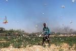 
    En somalisk landmand vandrer rundt i græshoppesværme Dusamareb i Somalia  REUTERS/Feisal Omar
   Foto: Feisal Omar/Ritzau Scanpix