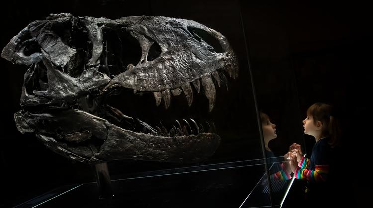 66 millioner år gammel, 3,4 meter høj, 12 meter lang og med alle sine knivskarpe, frygtindgydende tænder intakt: Tristan Otto, dinosaurernes konge, kommer til København i april  Foto: Frederik Wolff Teglhus, Statens Naturhistoriske Museum