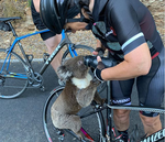 En kvindelig cyklist giver vand til en koala i det tørkeramte sydlige Australien 