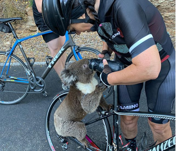 En kvindelig cyklist giver vand til en koala i det tørkeramte sydlige Australien 