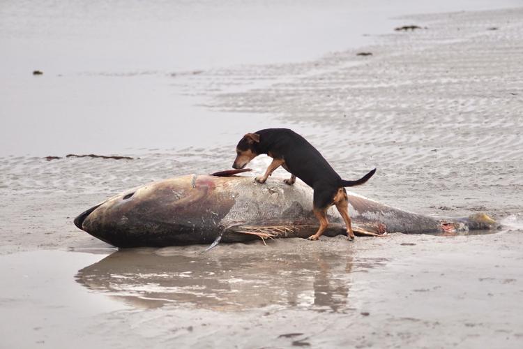 Brugsuddelerens hund Sif snuser til liget.  Foto: Helle Rossen