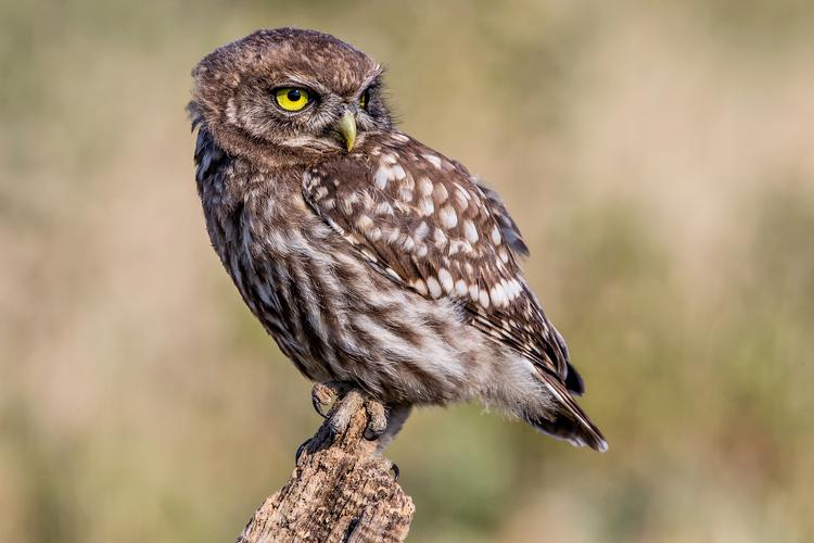 Kirkeuglen har samme barske ansigt som andre ugler, men den er ikke meget større end en solsort, og den er gået voldsomt tilbage. Det haster med en indsats, hvis en dansk bestand skal bevares. Foto: Andy Morffew