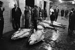I 1965 blev der fanget blåfinnet tun i danske farvande. I slutningen af 60'erne forsvandt de, men nu er tunen igen begyndt at svømme nordpå. Arkivfoto Busser