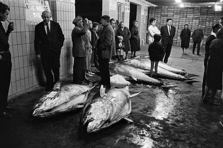 I 1965 blev der fanget blåfinnet tun i danske farvande. I slutningen af 60'erne forsvandt de, men nu er tunen igen begyndt at svømme nordpå. Arkivfoto Busser