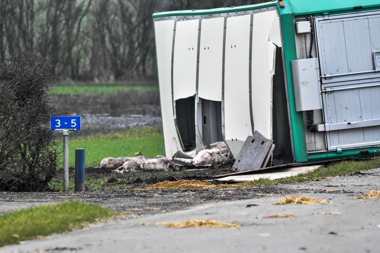 En svinetransport med 460 grise i er væltet ved Finderup. Cirka 100 grise er døde. Foto: Presse-fotos.dk/Ritzau Scanpix