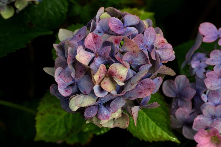 Hortensia er generelt nemme planter, men også de kan blive syge.

   Arkivfoto Jakob Carlsen