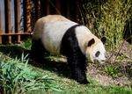 
I april fik Københavns Zoo pandaerne Xing Er og Mao Sun. Men trods voldsom medieopmærksomhed kommer hunnen Mao Sun (på foto her) kun lige ind på 9. plads over de mest populære dyrevideoer fra Zoo.
   Foto: Jonas Olufson