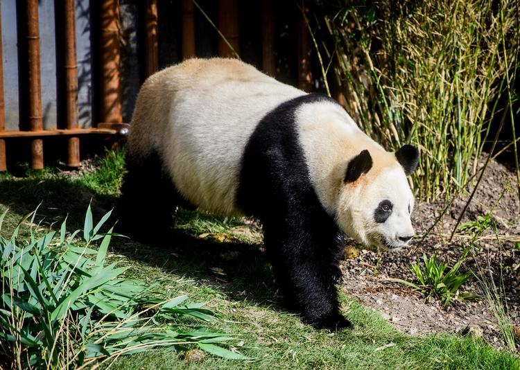 
I april fik Københavns Zoo pandaerne Xing Er og Mao Sun. Men trods voldsom medieopmærksomhed kommer hunnen Mao Sun (på foto her) kun lige ind på 9. plads over de mest populære dyrevideoer fra Zoo.
   Foto: Jonas Olufson