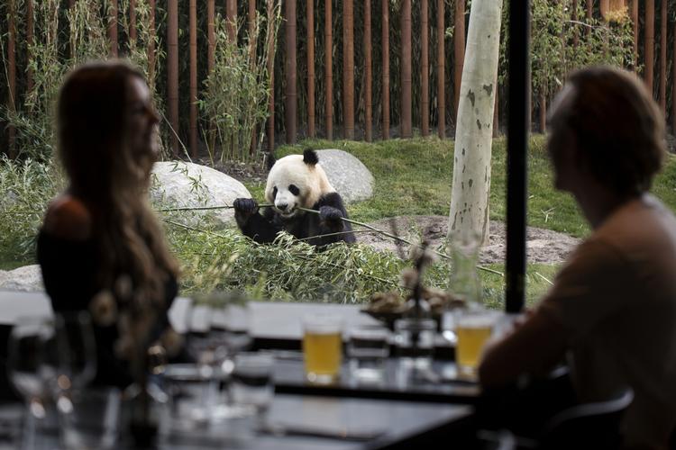 Zoologisk Have har haft et hul i sikkerheden, når det gælder databasen over årskort-indehavere. Det er lappet nu, lover haven. Arkivfoto. Foto: Emma Sejersen/POLFOTO